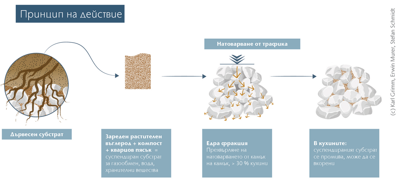 Image-aco-tree-protection