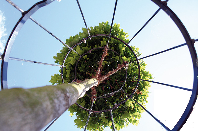 Urban-trees-benefits
